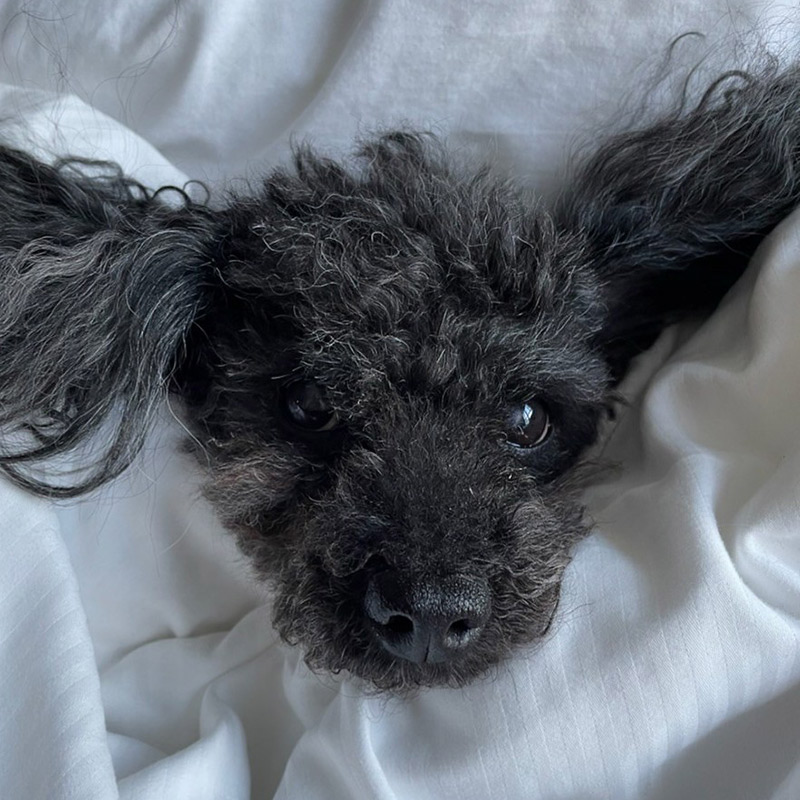 A photo of Pluto in bed, wrapped in a blanket.