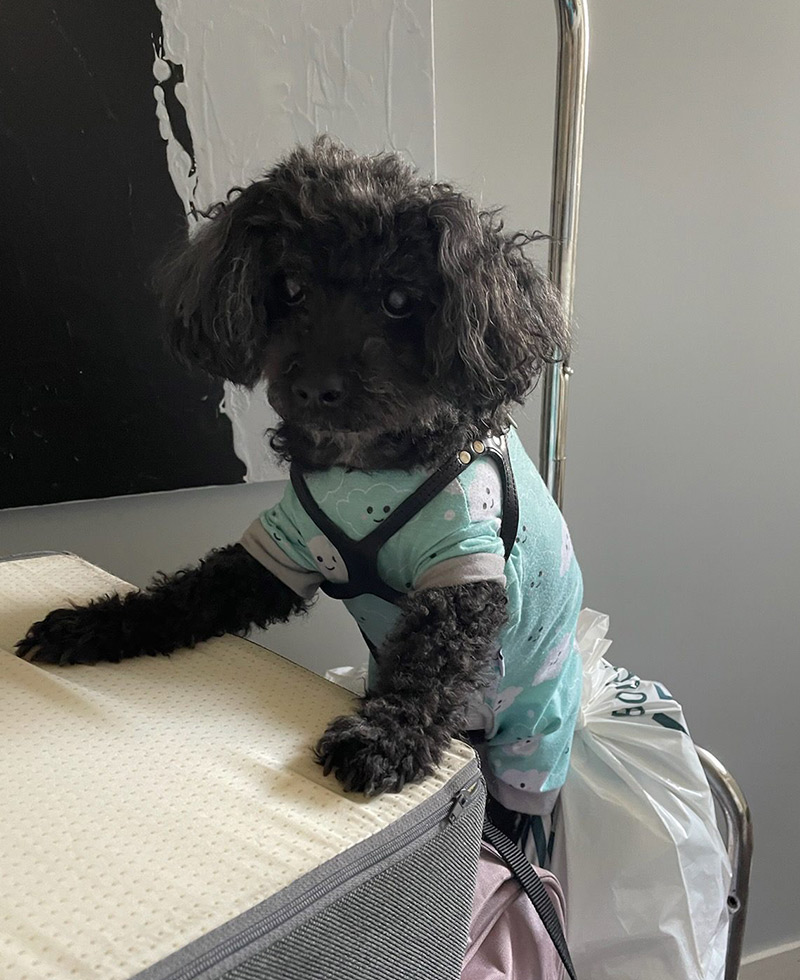 Pluto in pyjamas, standing on the luggage cart on our way to our hotel room.