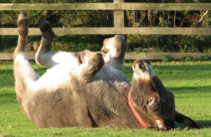 A photo of a donkey lying on its back, symbolizing autistic shutdowns.