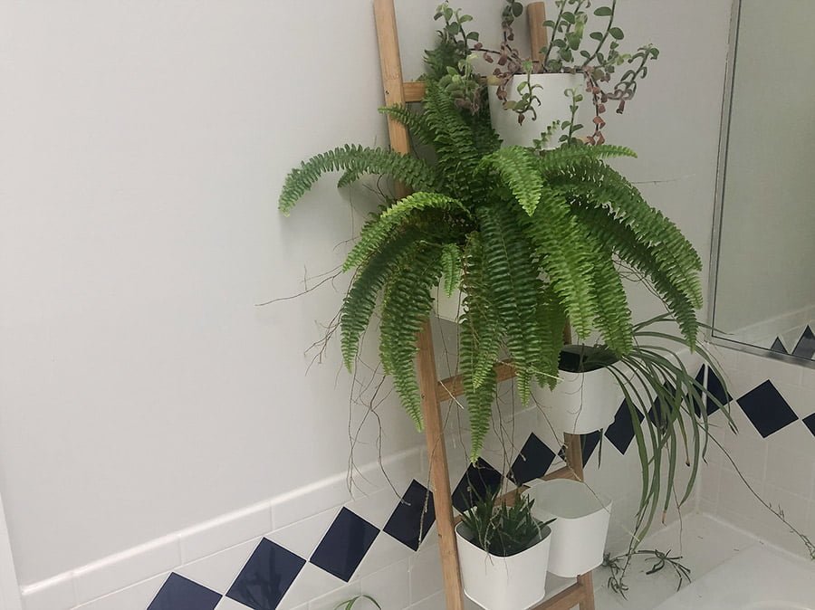 Houseplants on a ladder in the bathroom.