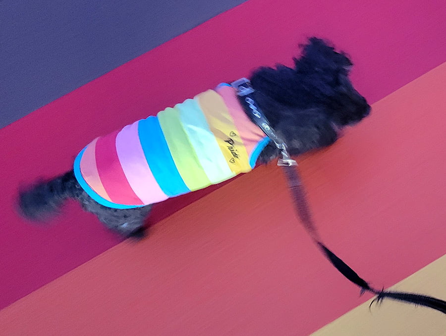 Our dog Pluto in his rainbow-colored Pride shirt, crossing a rainbow-colored crosswalk.